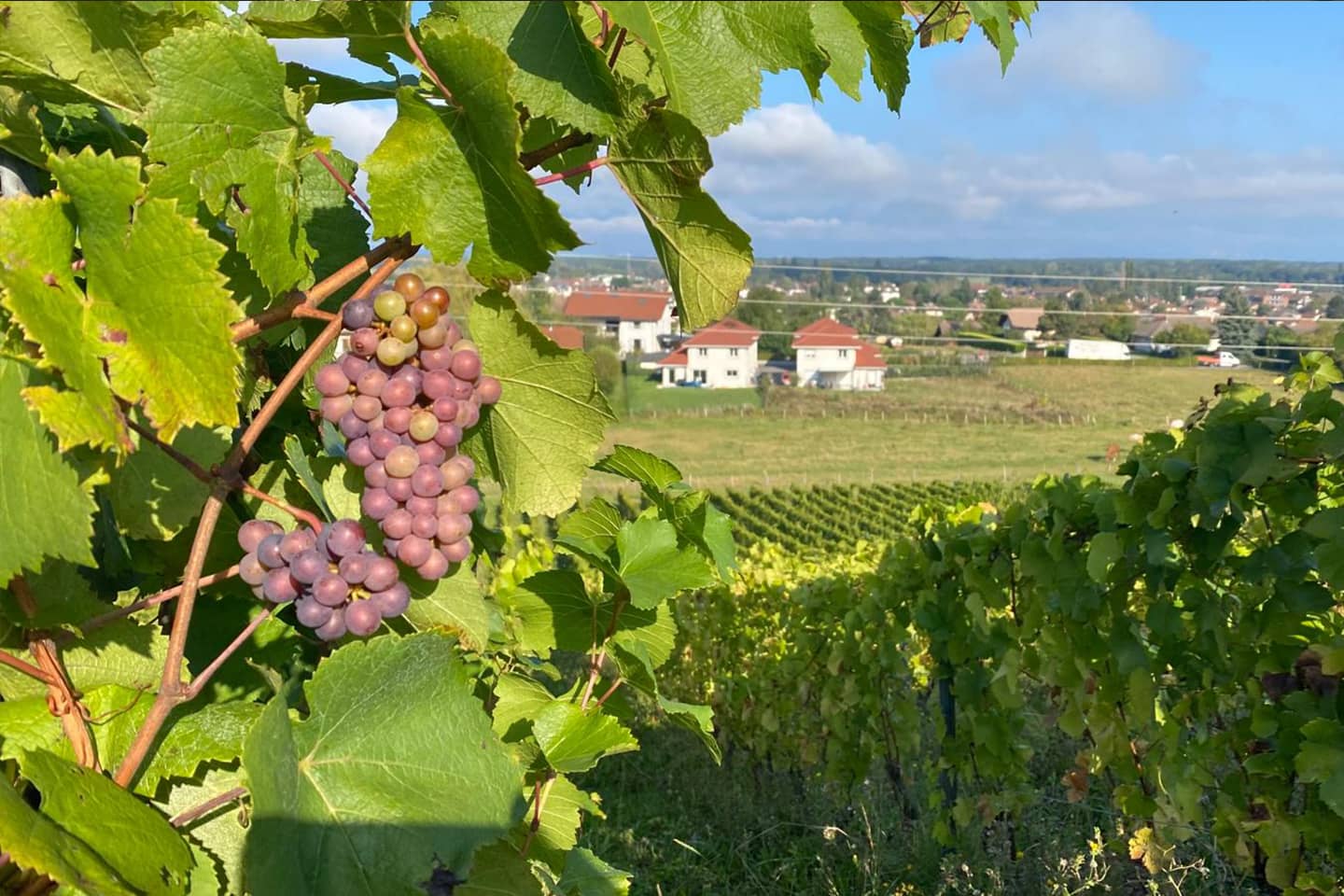 parcelle de vigne