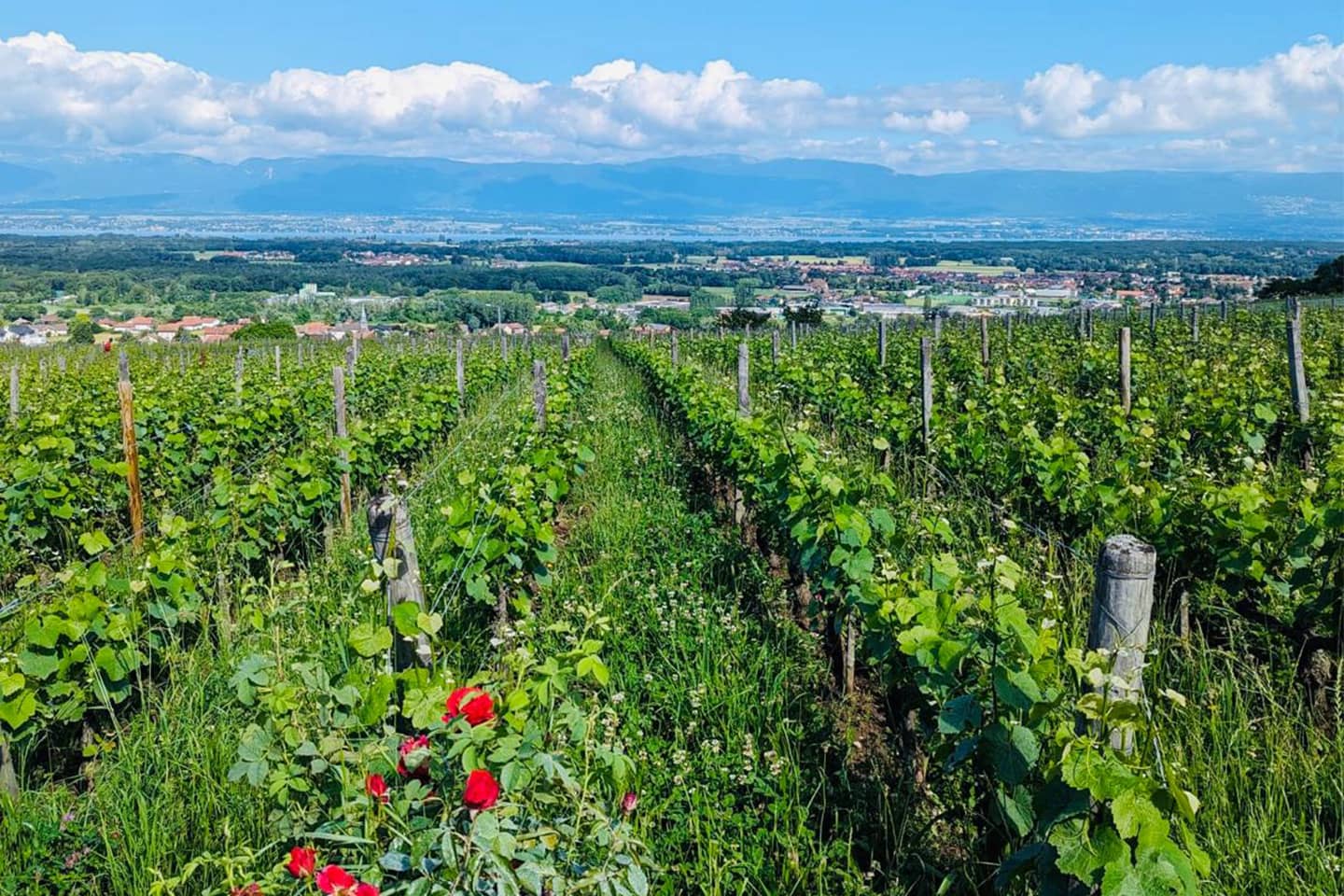 parcelle de vigne