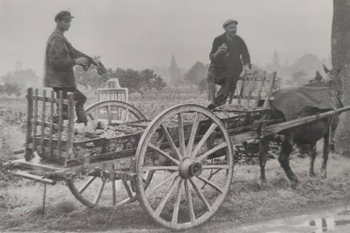 photo d'époque de la famille lucas pendant les vendanges