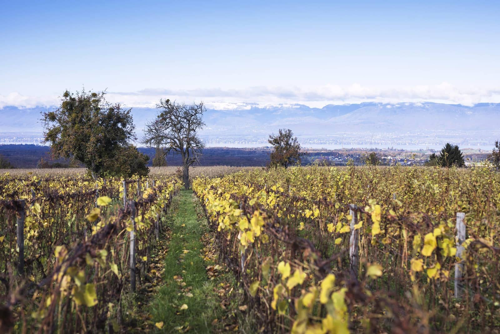 Les Vignes d eParadis - Artisan vigneron Douvaine